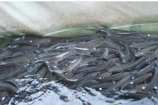 一畝黑魚養殖成本是多少?