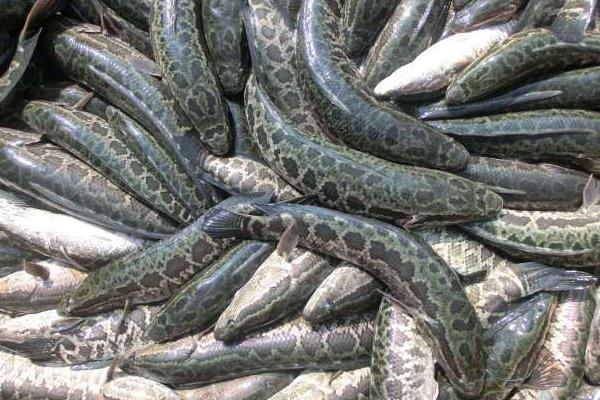 一畝黑魚養殖成本是多少?