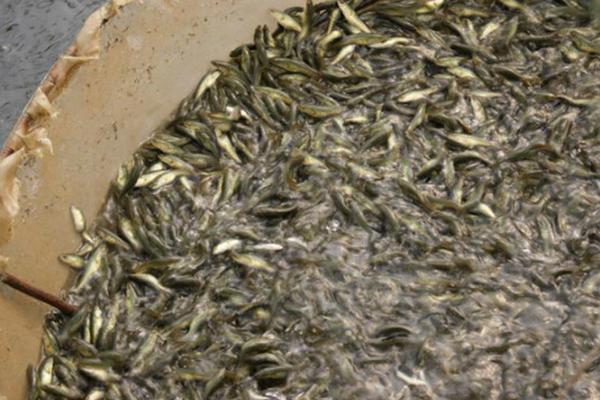 一畝黑魚養殖成本是多少?