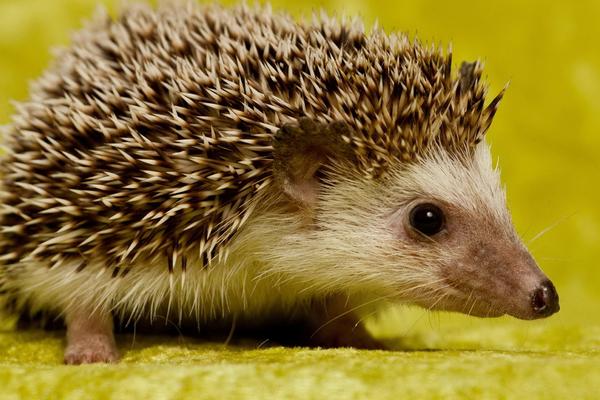 養殖刺猬需要投入多少資金?