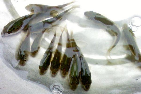 一畝黑魚養殖成本是多少?