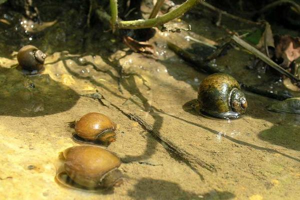 福壽螺吃什么？