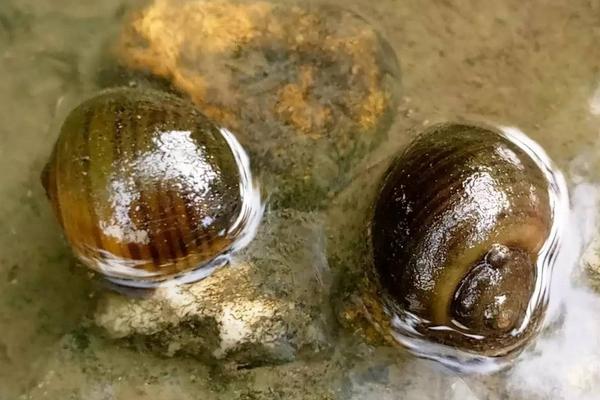 福壽螺吃什么？