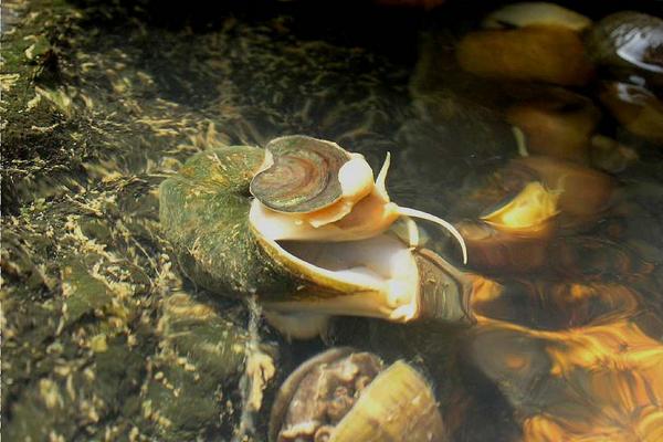 福壽螺吃什么？