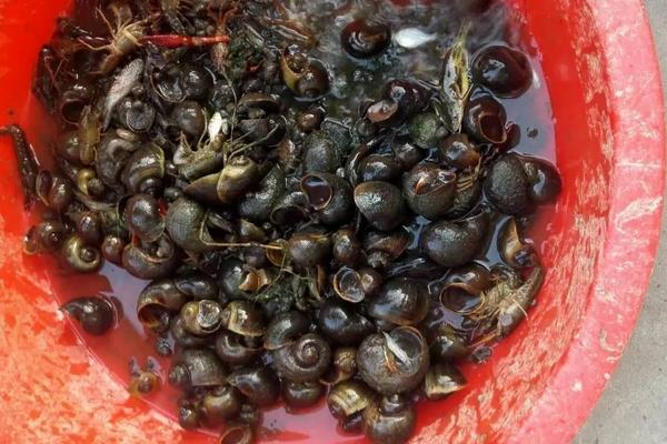 福壽螺吃什么？