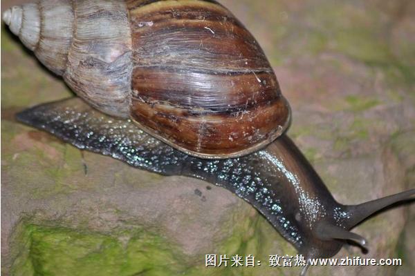 福壽螺的天敵是誰?