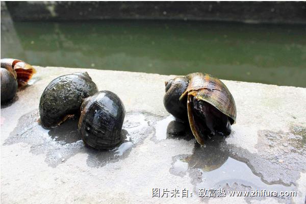 福壽螺圖片大全