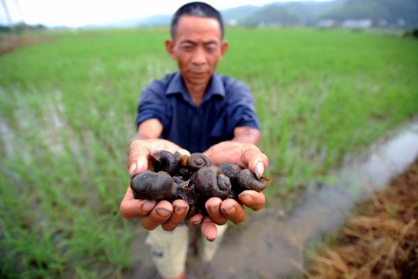 福壽螺圖片大全