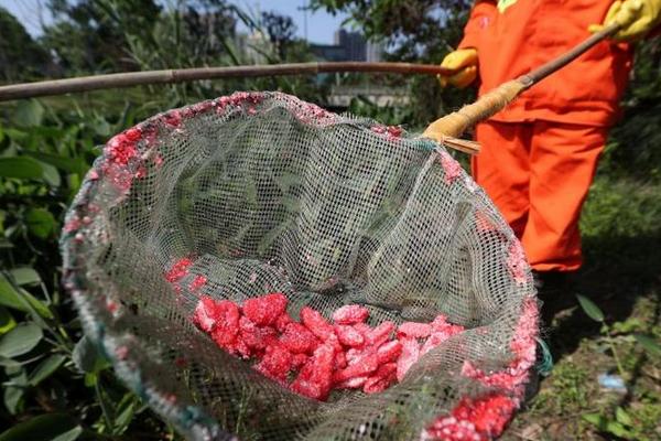 福壽螺圖片大全