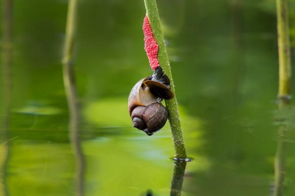 福壽螺圖片大全