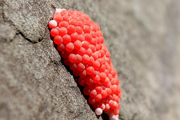 福壽螺圖片大全