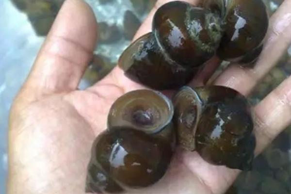 福壽螺圖片大全