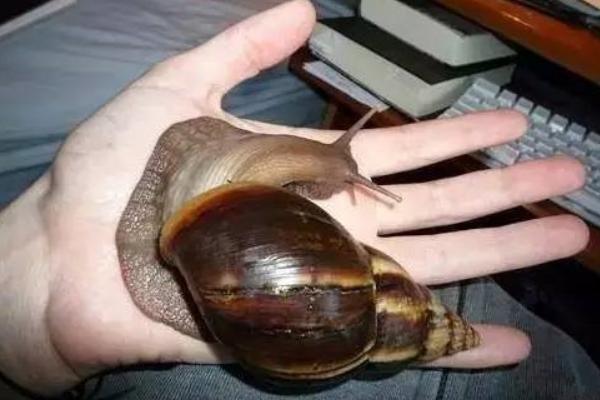 福壽螺圖片大全