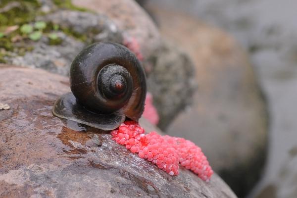 福壽螺圖片大全