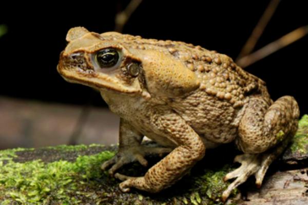 癩蛤蟆和牛蛙的區別是什么？