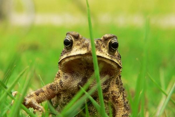 癩蛤蟆和牛蛙的區別是什么？