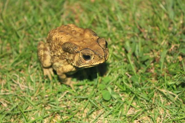 癩蛤蟆和牛蛙的區別是什么？