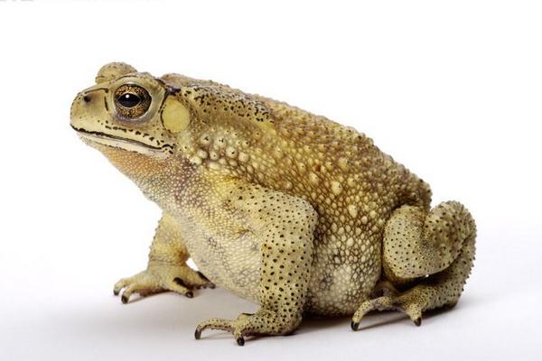 癩蛤蟆和牛蛙的區別是什么？