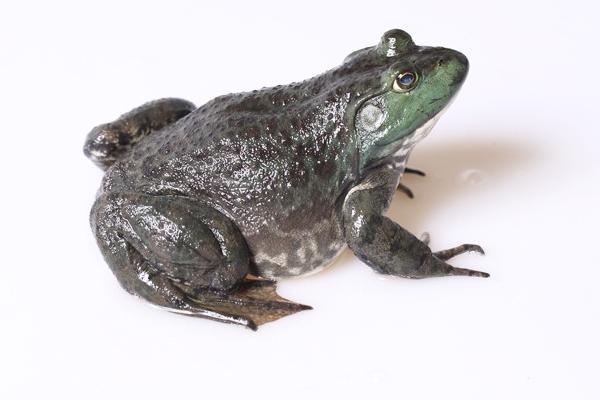 癩蛤蟆和牛蛙的區別是什么？