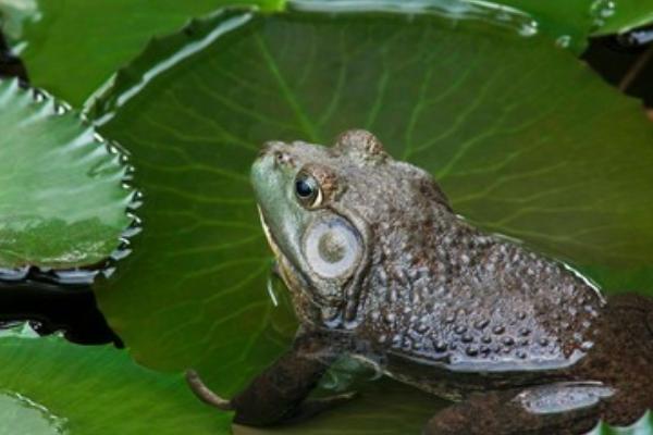 癩蛤蟆和牛蛙的區別是什么？