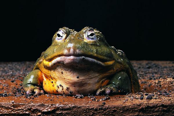 癩蛤蟆和牛蛙的區別是什么？