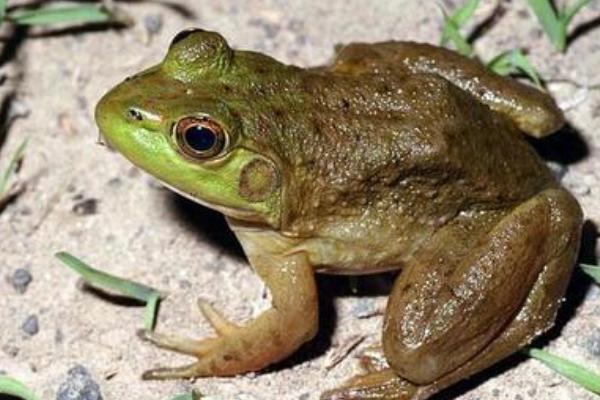 癩蛤蟆和牛蛙的區別是什么？