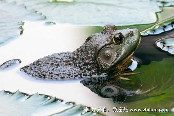 癩蛤蟆和牛蛙的區別是什么？