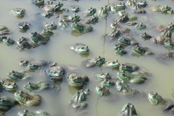 牛蛙吃什么食物？