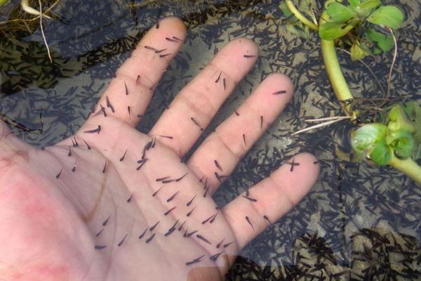 牛蛙吃什么食物？