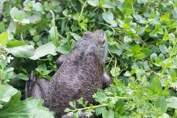 牛蛙吃什么食物？