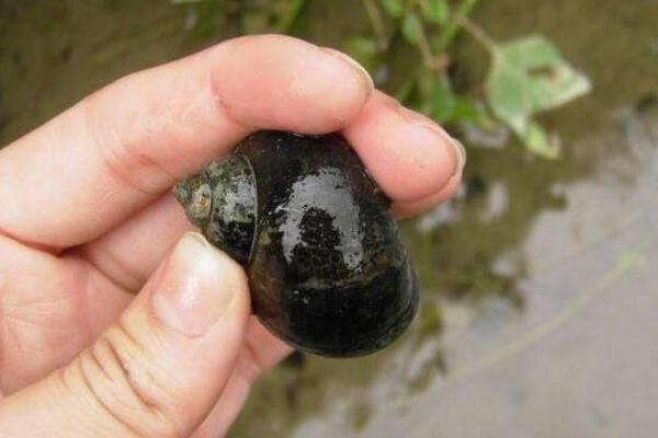 福壽螺圖片大全