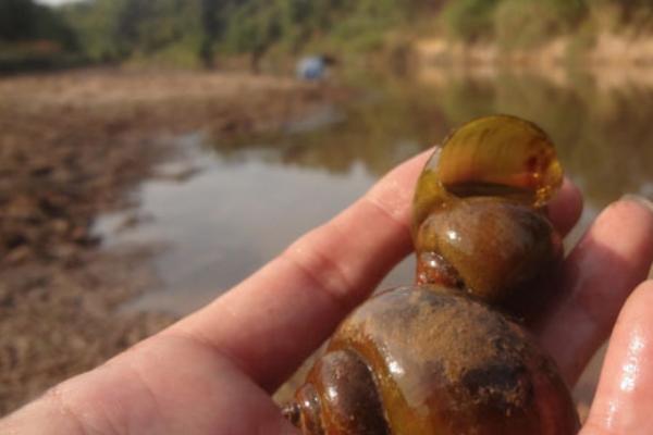 福壽螺圖片大全