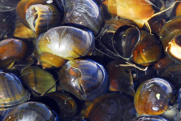 福壽螺圖片大全