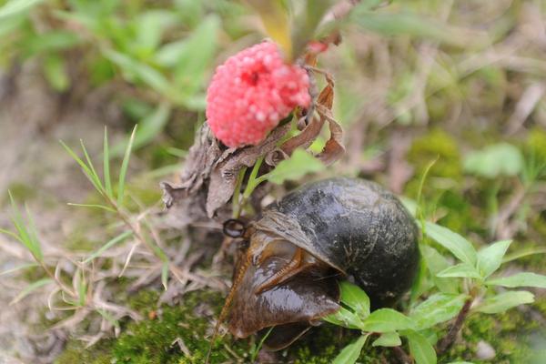 福壽螺圖片大全