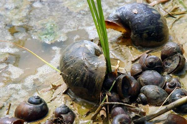 福壽螺圖片大全