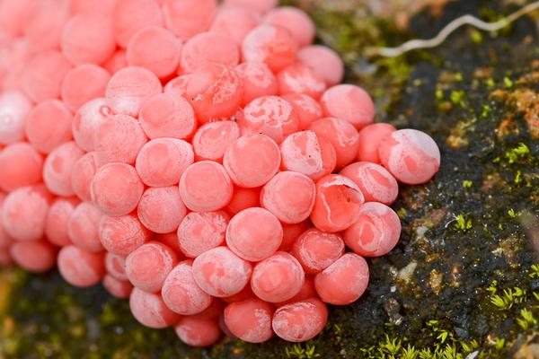 福壽螺圖片大全