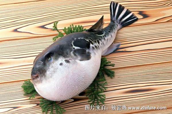 吃河豚中毒后的癥狀是什么？