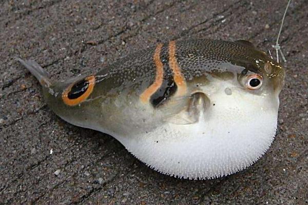 吃河豚中毒后的癥狀是什么?