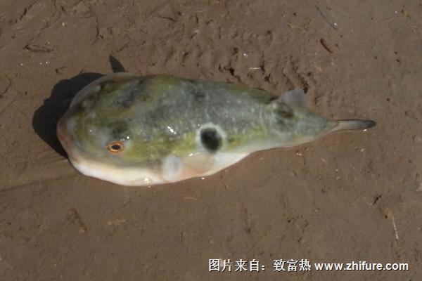 河豚價格多少錢一斤？