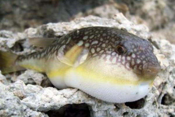 河豚價(jià)格多少錢一斤？