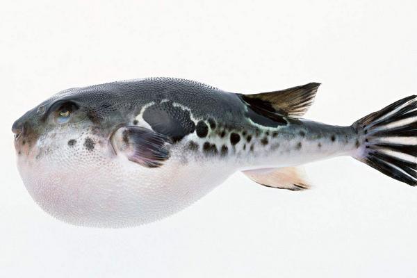 河豚價(jià)格多少錢一斤？