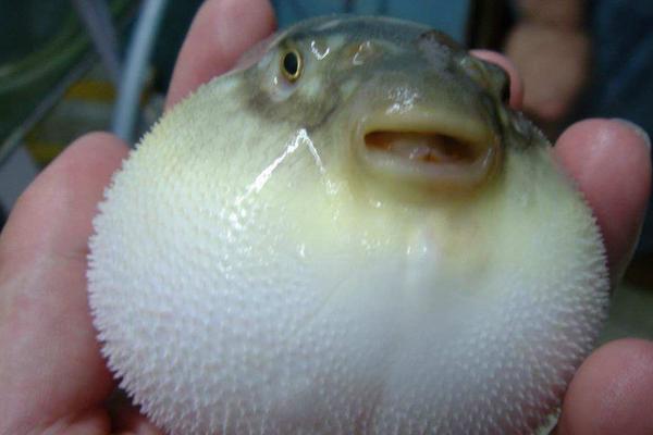 河豚價(jià)格多少錢一斤？