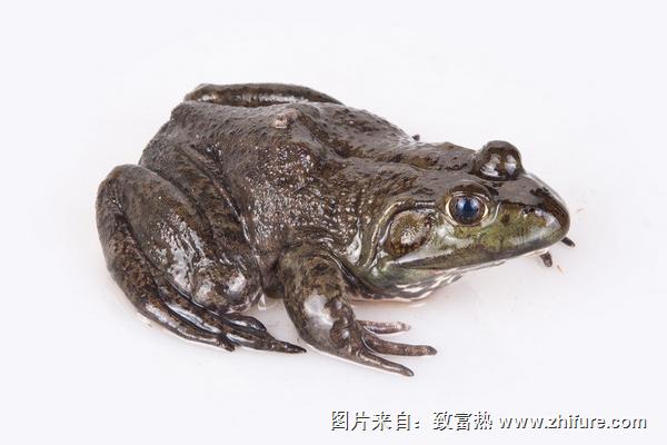 牛蛙皮能吃嗎？