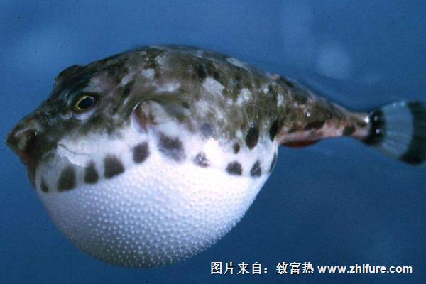 河豚圖片大全