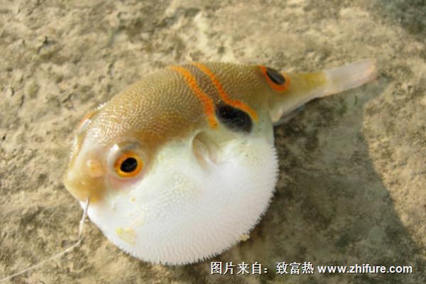 河豚有毒嗎？