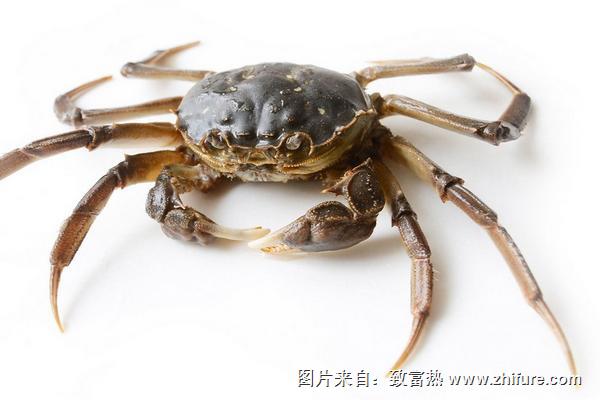 河蟹苗價格多少錢一斤？