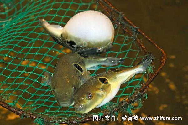 河豚怎么養？