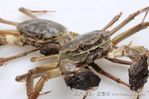 毛蟹價格多少錢一斤?