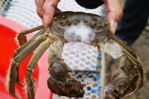 毛蟹價格多少錢一斤?