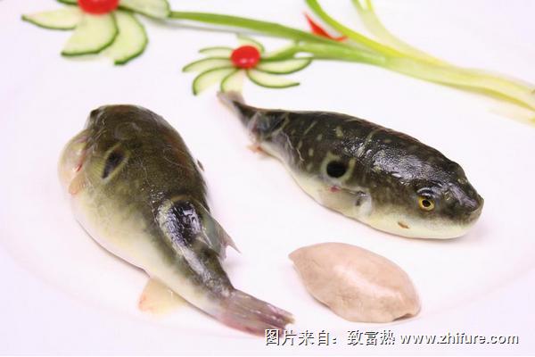 孕婦可以吃河豚嗎？